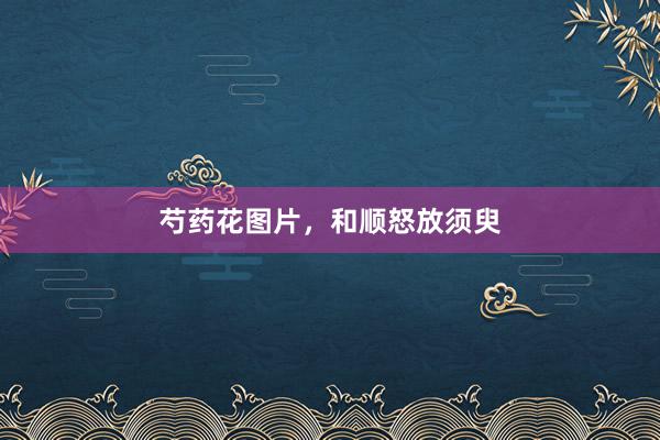 芍药花图片，和顺怒放须臾